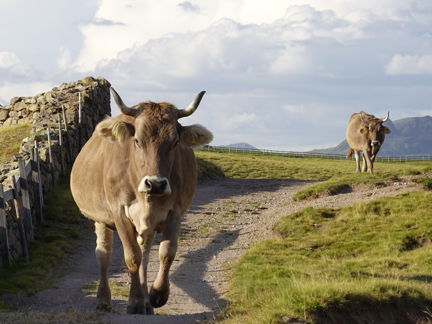 Original Braunvieh[3]